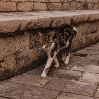 cat walking outside