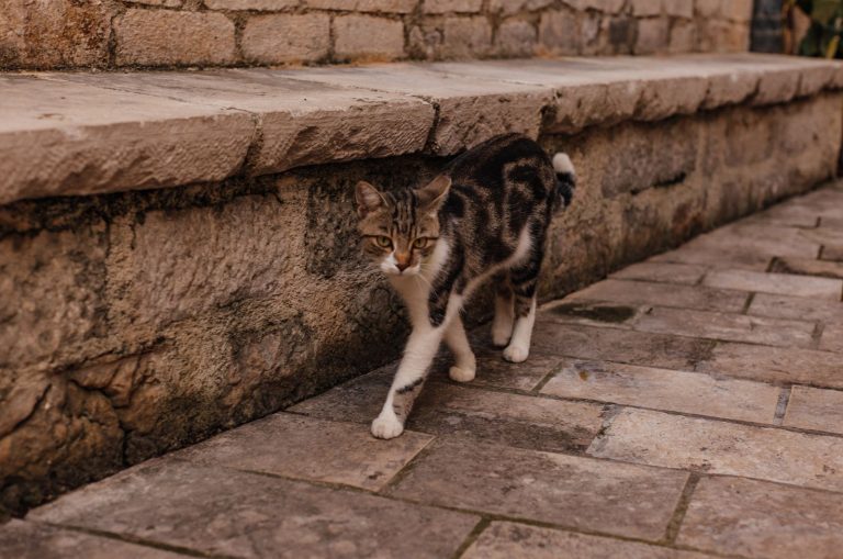 cat walking outside