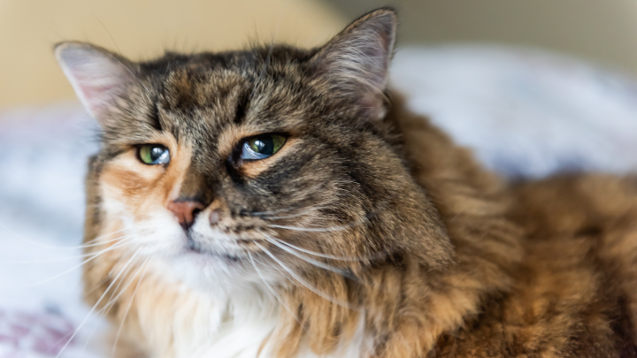 Cat Third Eyelid Showing No Other Symptoms: Causes & Care