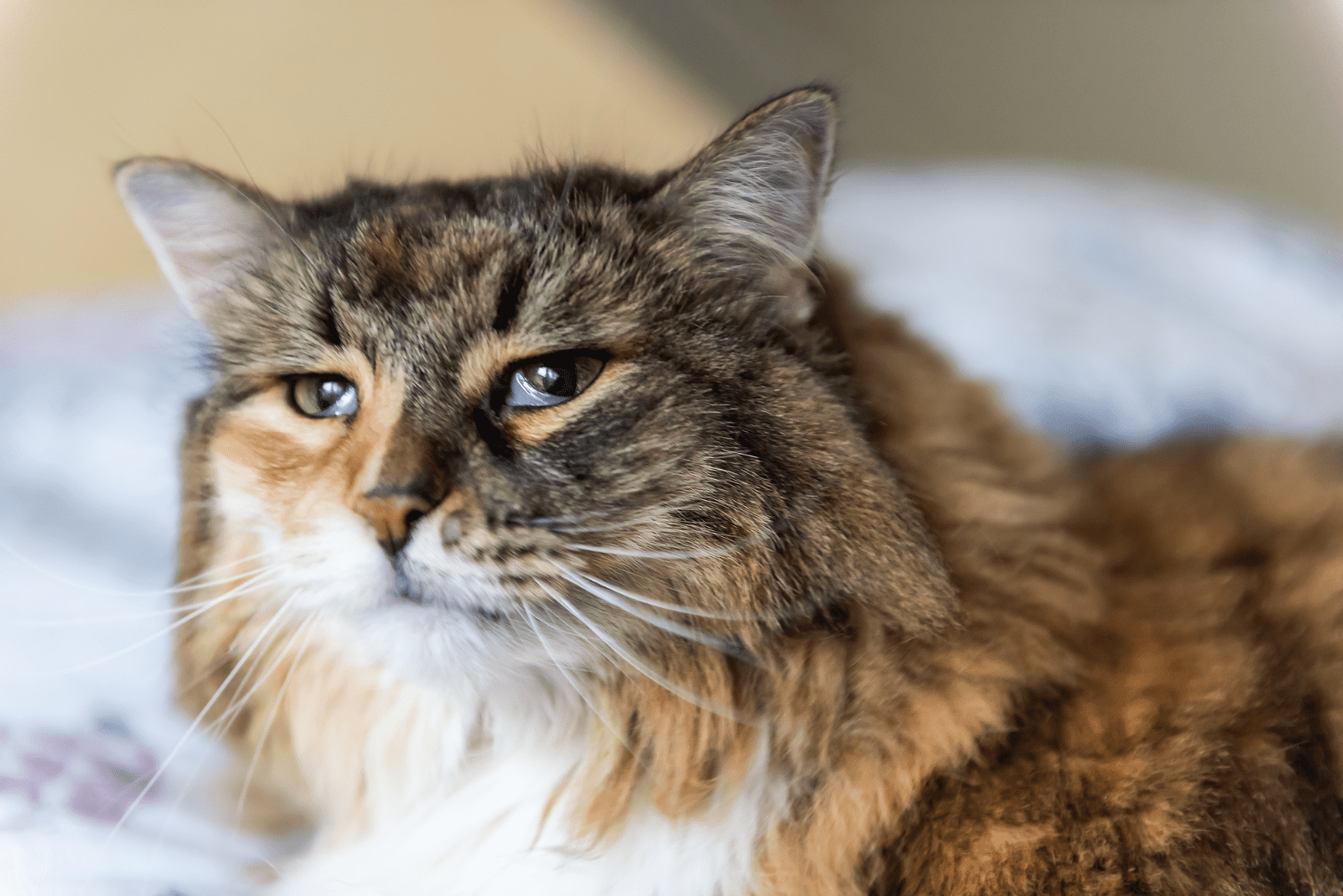 cat-third-eyelid-showing-no-other-symptoms-causes-care