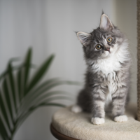 maine coon kitten on a cat tree