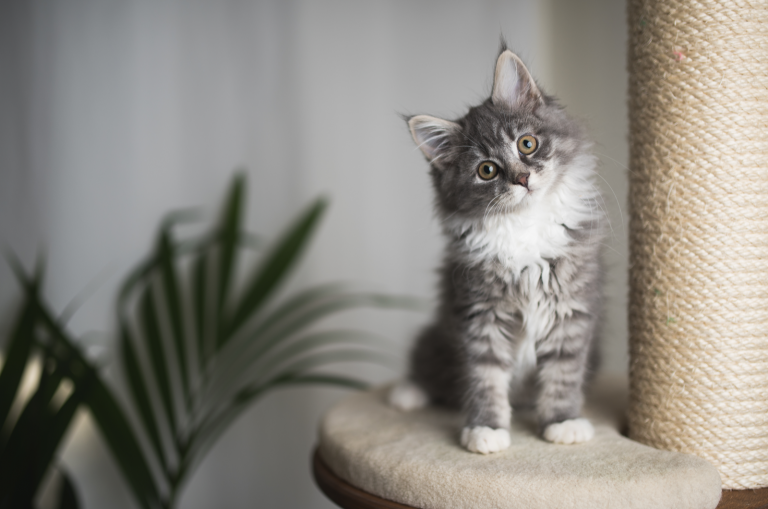 maine coon kitten on a cat tree