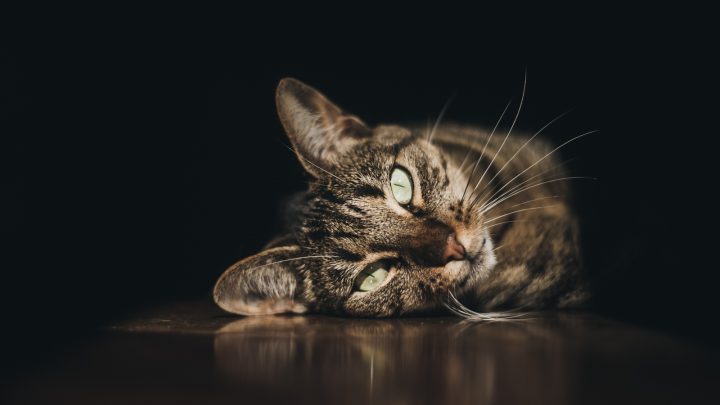 Cat With Laser Eyes: Why Your Cat’s Eyes Glow In The Dark?