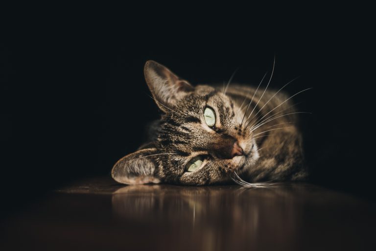 a beautiful cat is lying on the floor