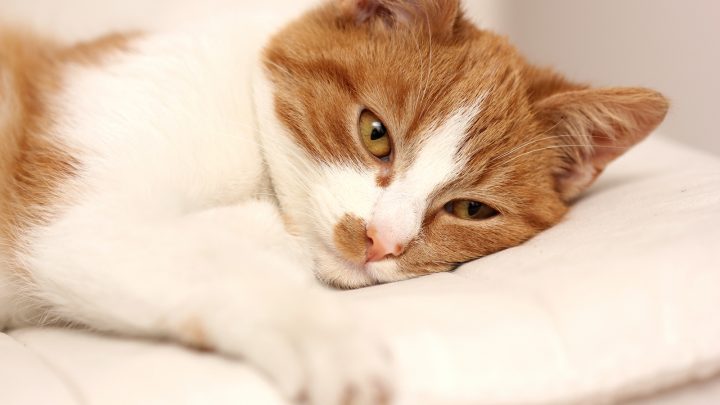 Cats’ Blood Clots: What Does It Mean To Throw A Clot?