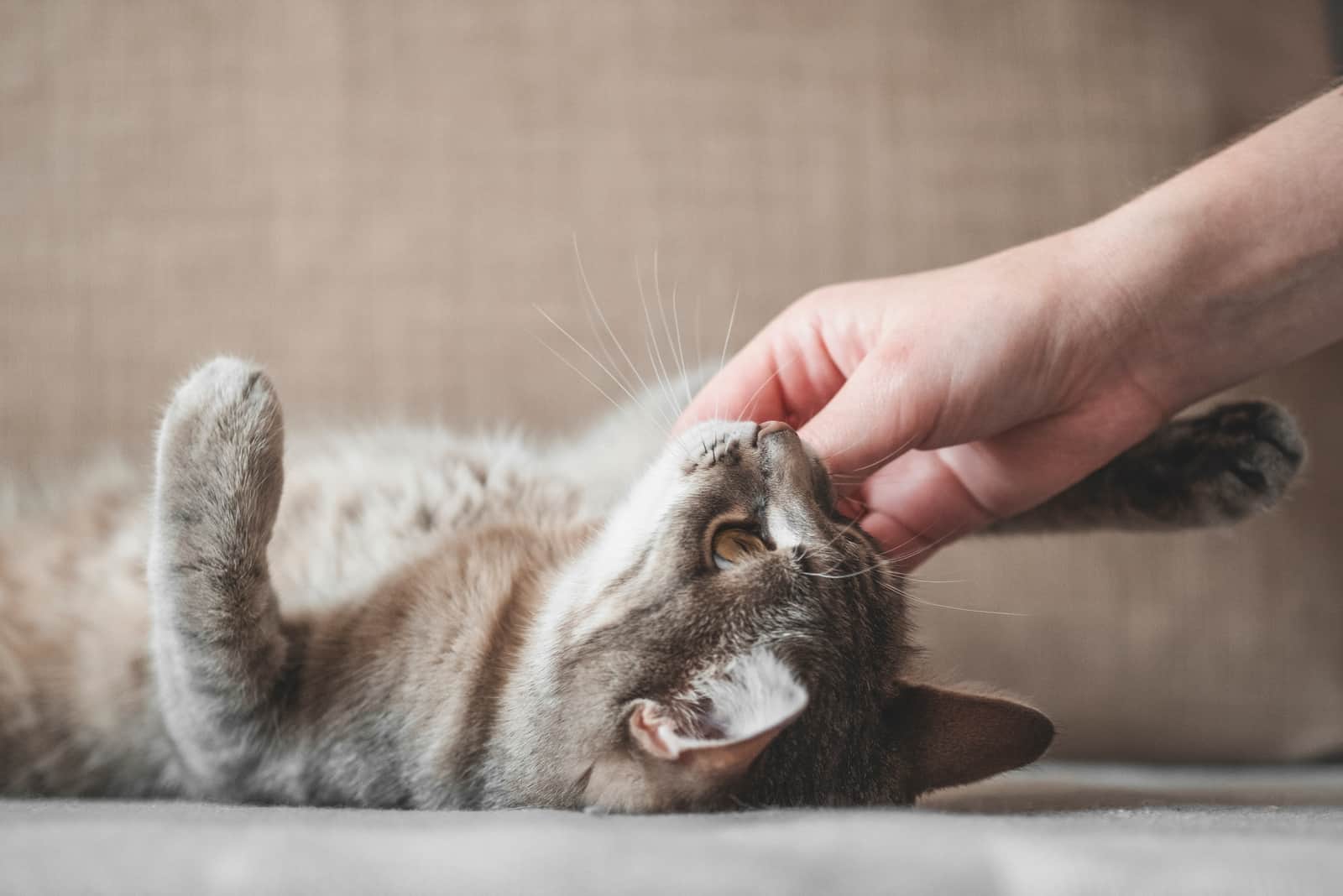 Cute gray cat playing with human hand while lying on sofa