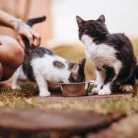 cats drinking from bowl