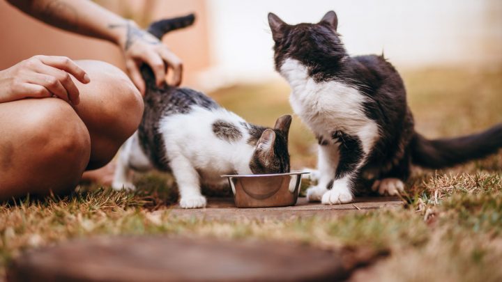 Do Cats Like Milk? Truth Or Myth?