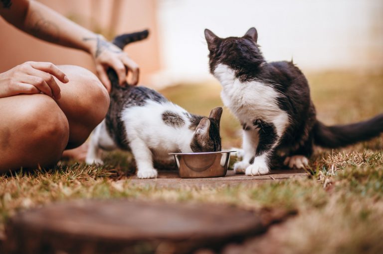 cats drinking from bowl