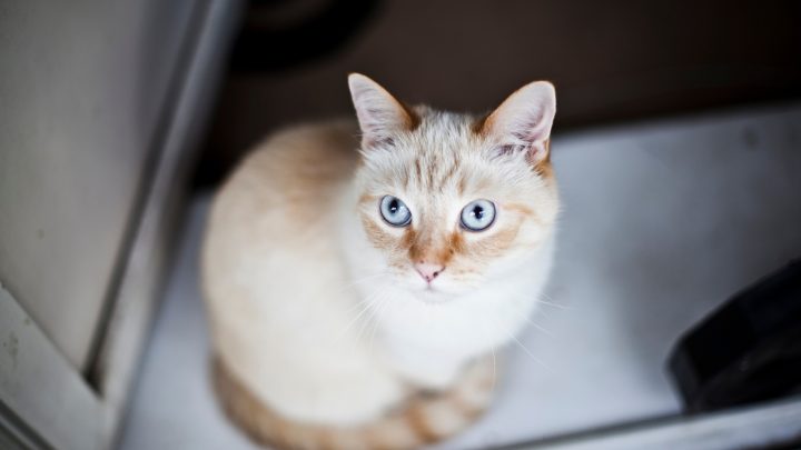 Flame Point Siamese – Everything You Need To Know