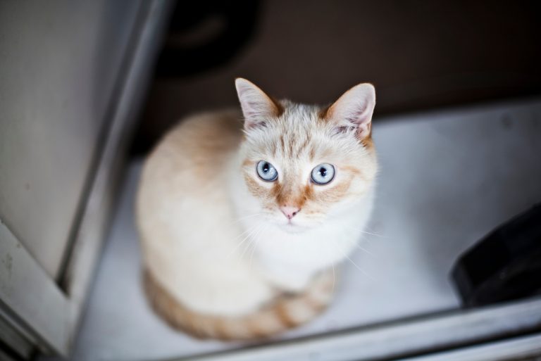 Flame Point Siamese looking up