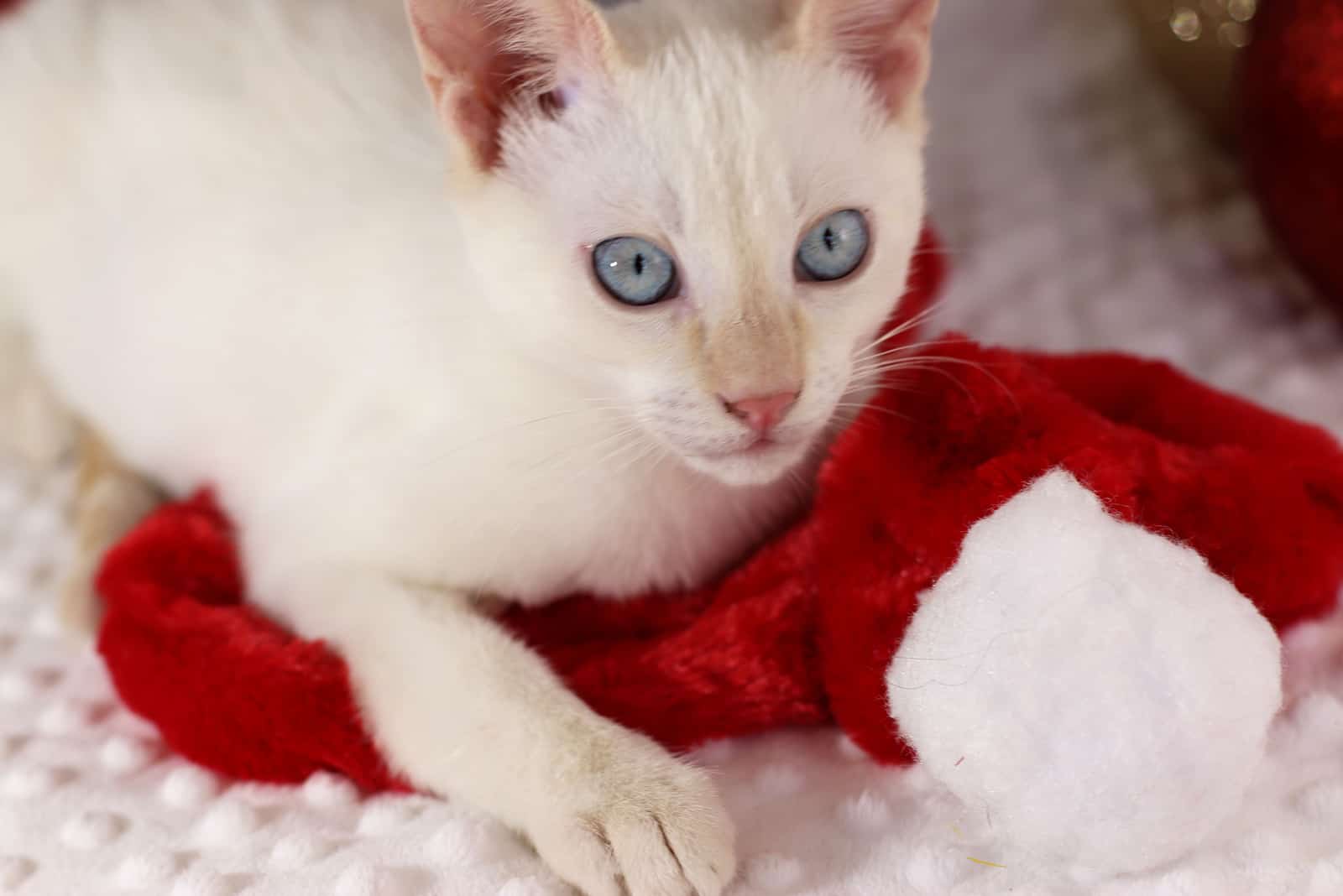 Flame Point Siamese kitten