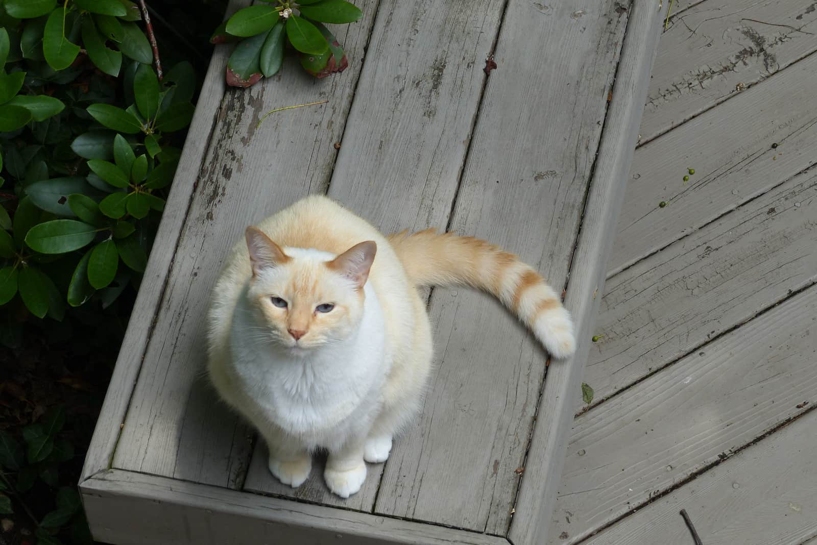 Flame Point Siamese looking up