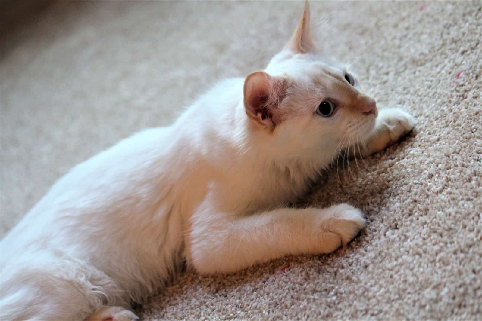 Flame Point Siamese lying on carpet