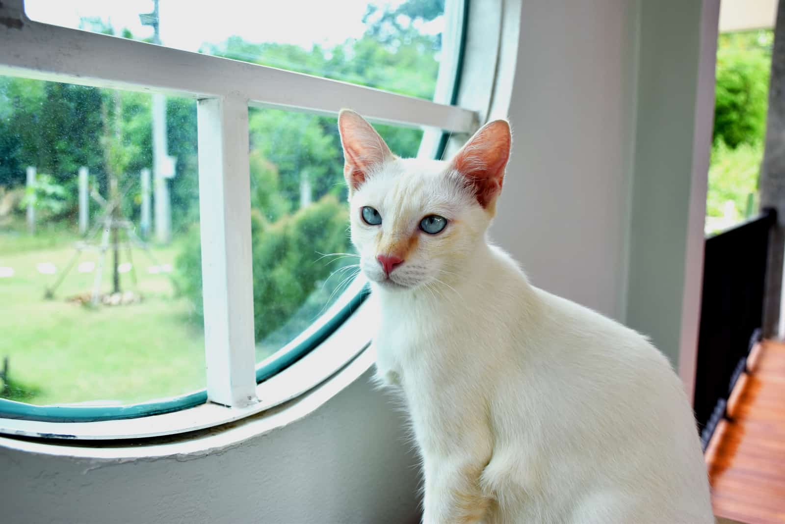 Flame Point Siamese sitting by window