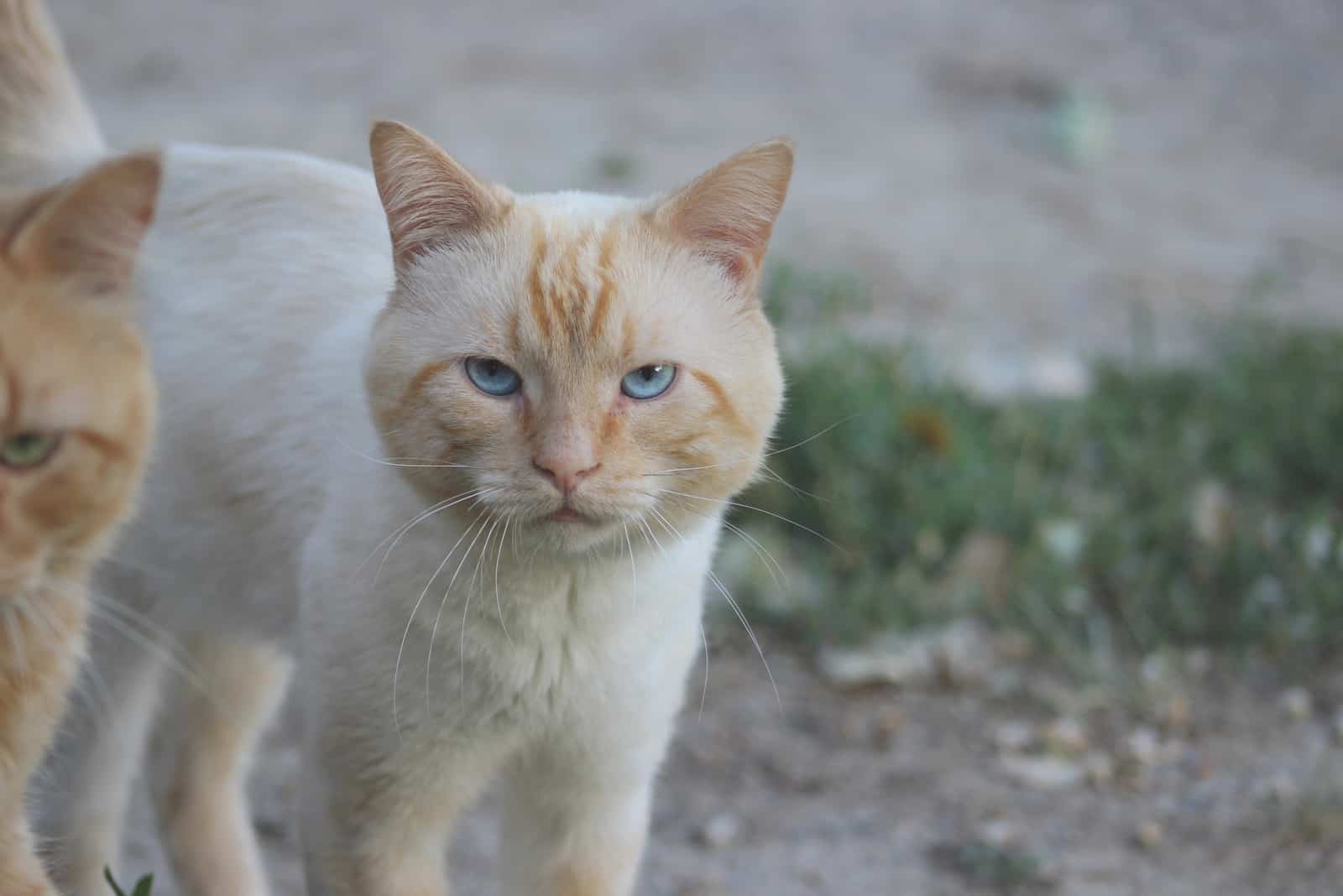 Flame Point Siamese walking outside