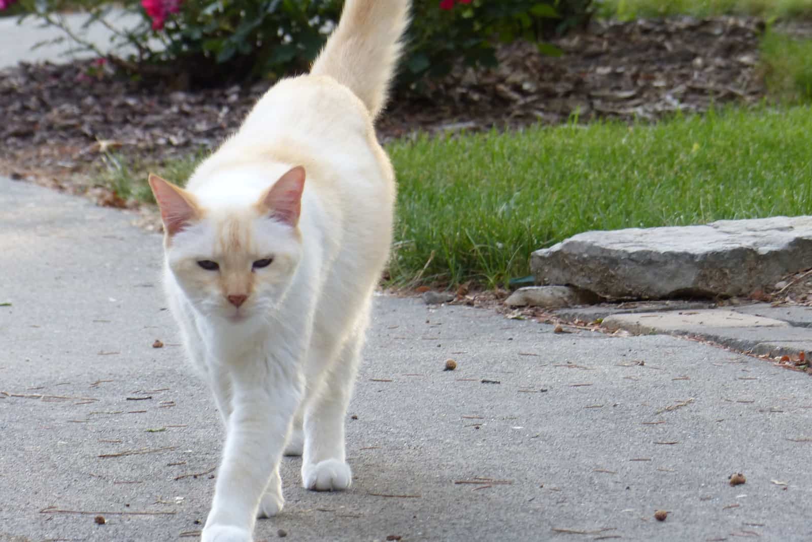 Flame Point Siamese walking