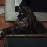 full grown black smoke maine coon cat