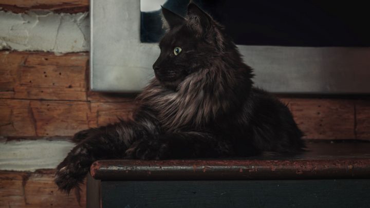 Full Grown Black Smoke Maine Coon Cat – Info And Facts