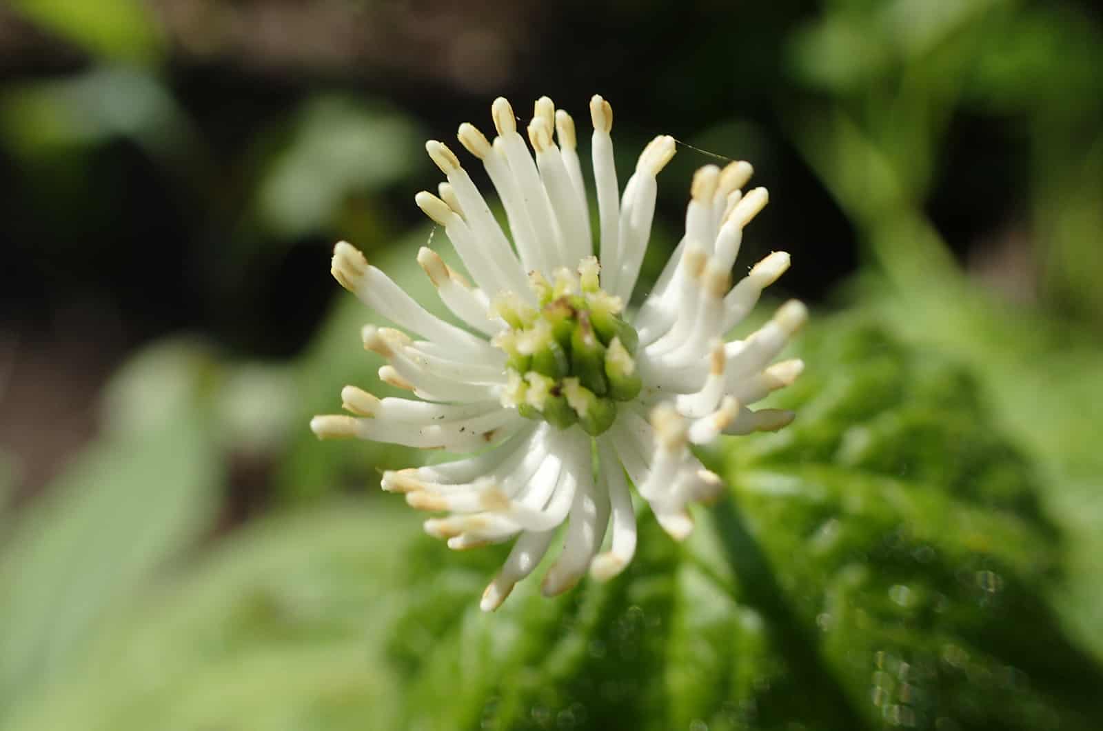 Goldenseal flower in sunny spring forest