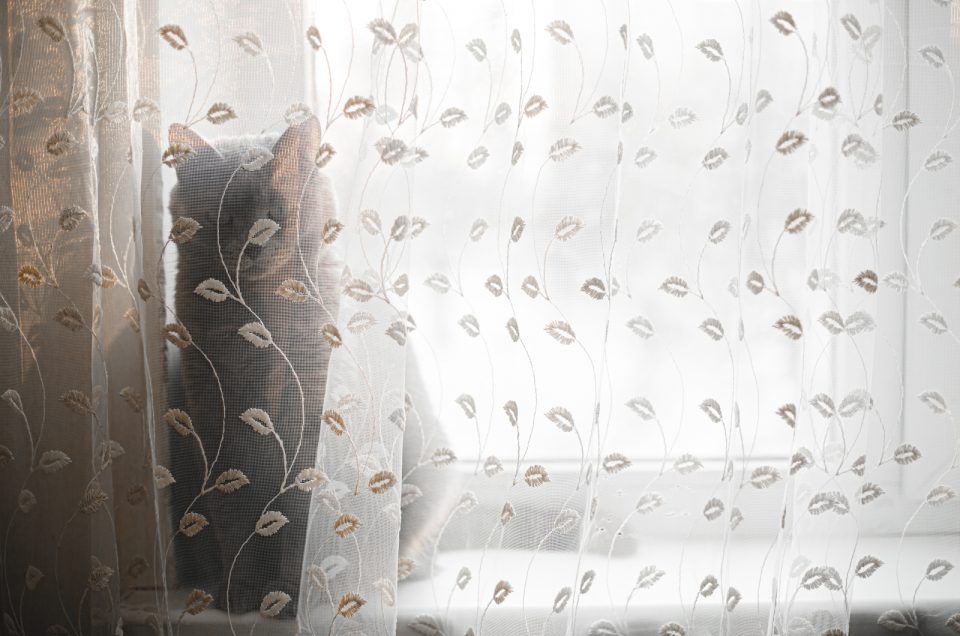 The 11 Best Cat Proof Curtains Check It Out!