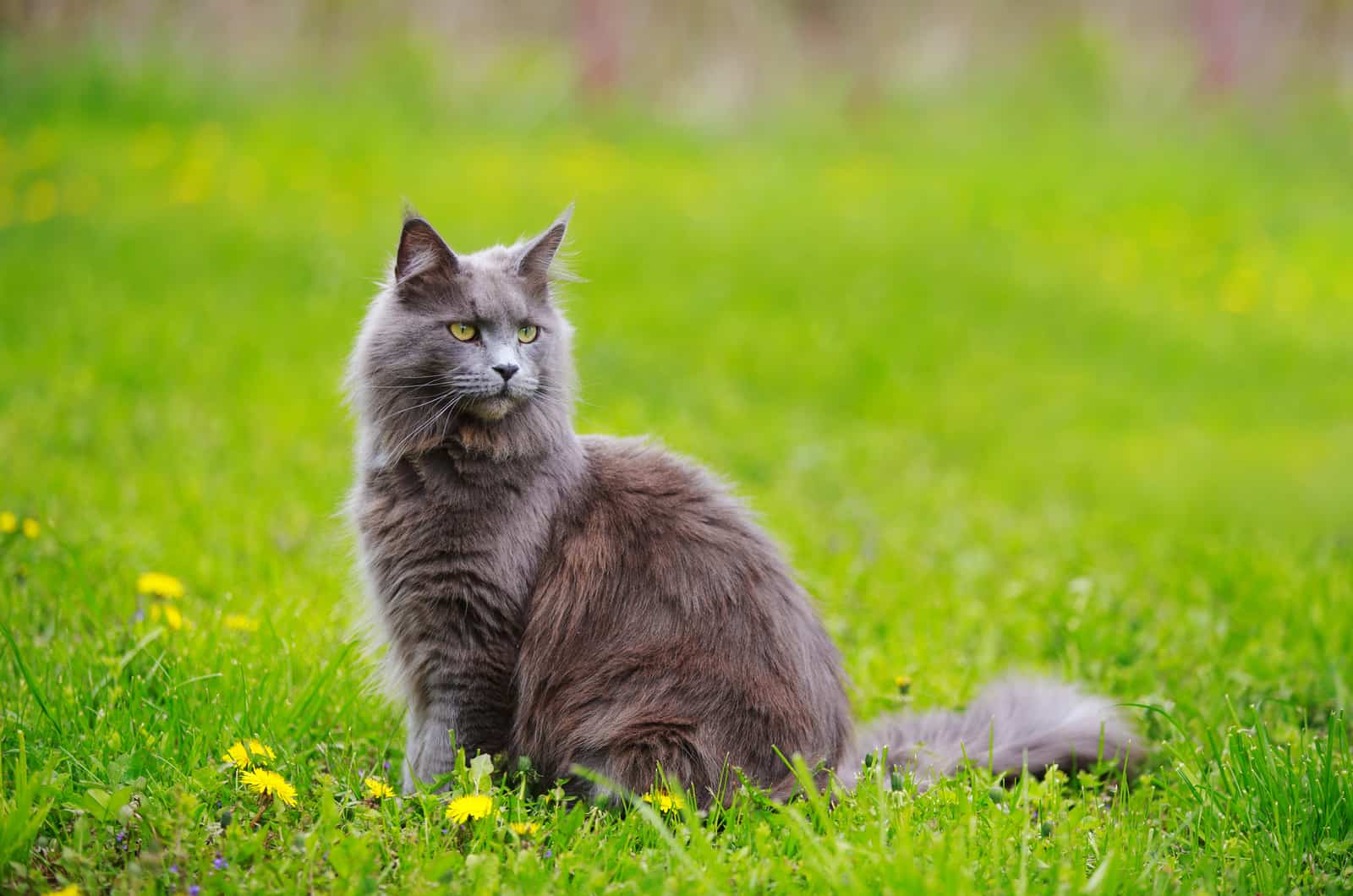 Gray fluffy Maine Coon cat sits in green grass