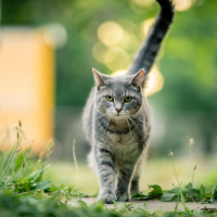 grey tabby cat walking