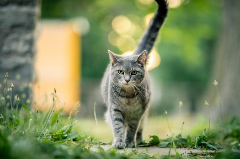 grey tabby cat walking