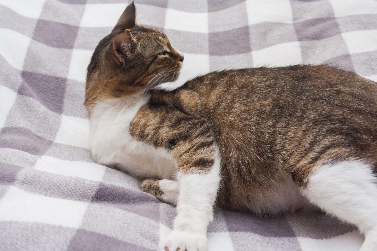 How To Know When A Cat Is Done Giving Birth 7 Signs   Happy Pregnant Cat Is Lying On Its Back On Striped Bedspread 1536x1025 