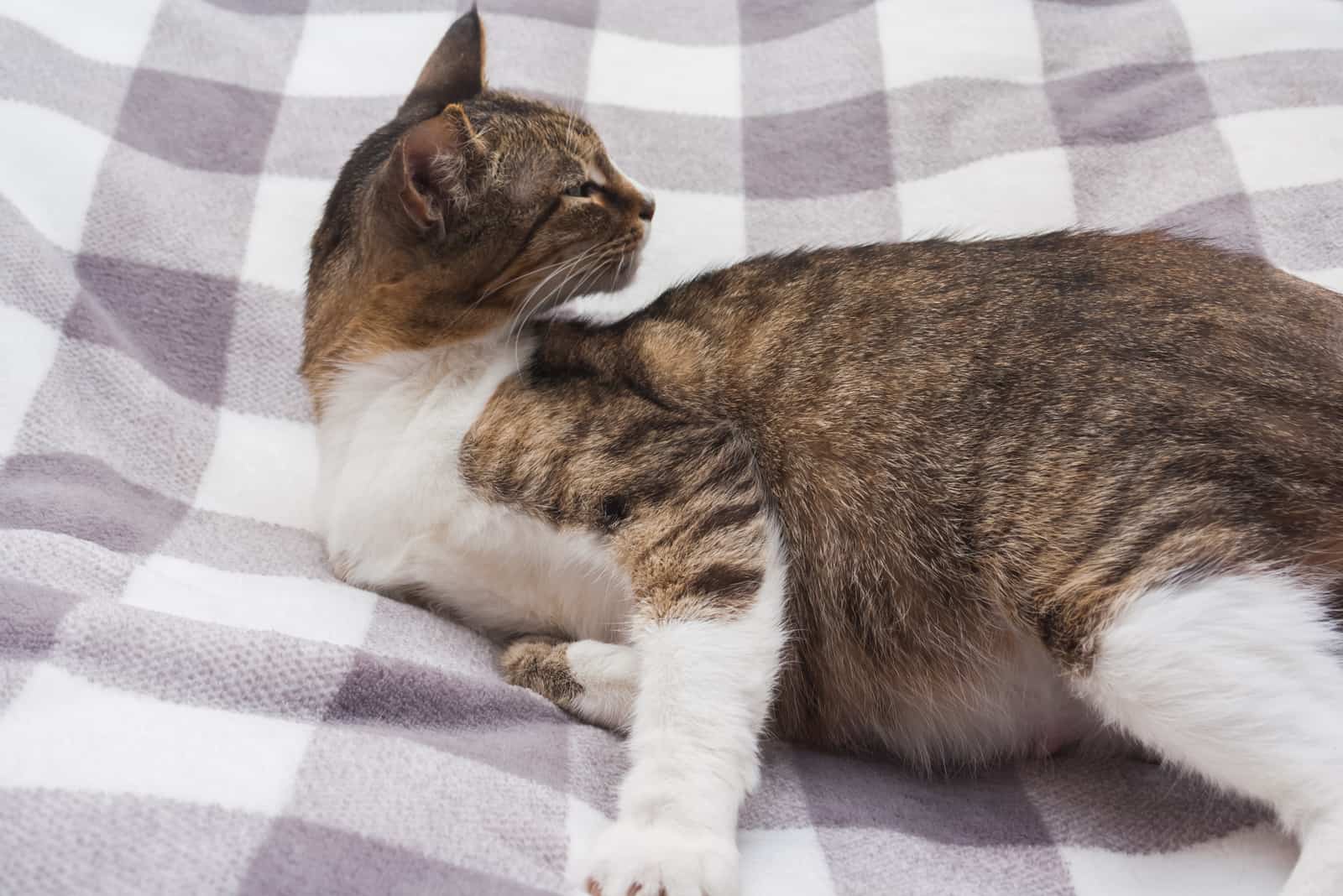 Happy pregnant cat is lying on its back on striped bedspread