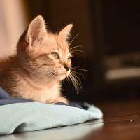 cat sitting on floor