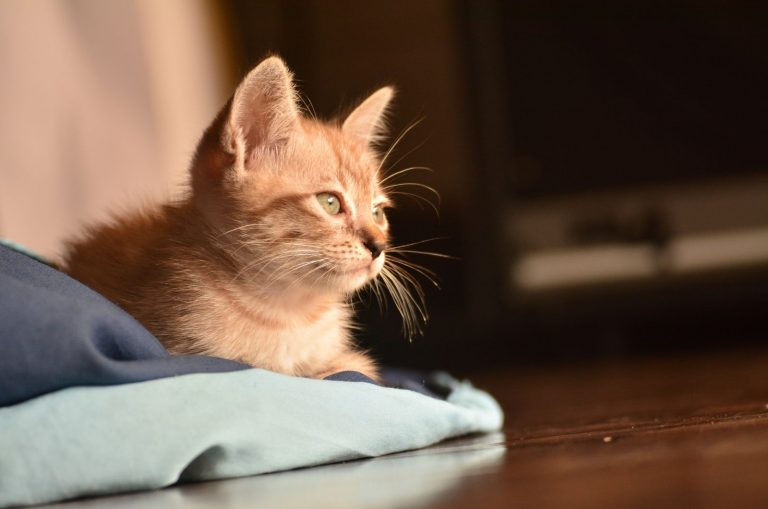 cat sitting on floor