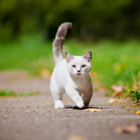 a beautiful kitten is walking in the park