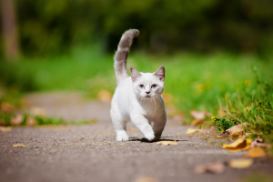 a beautiful kitten is walking in the park