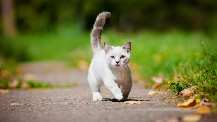 How Much Does A Munchkin Cat Cost: The Ultimate Guide