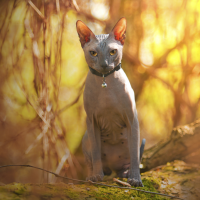 beautiful sphynx cat sitting in nature