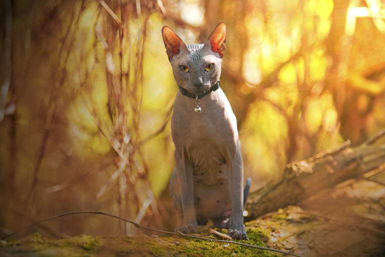 beautiful sphynx cat sitting in nature