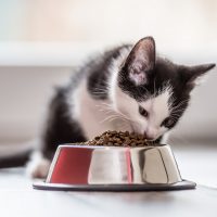 cute kitten eating food