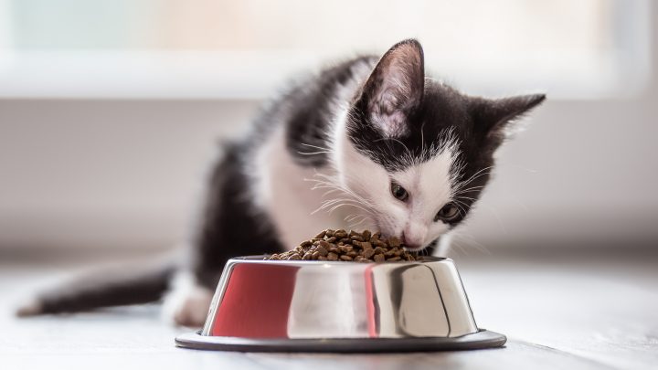 How Much Should A 10 Week Old Kitten Eat? An Owner’s Guide