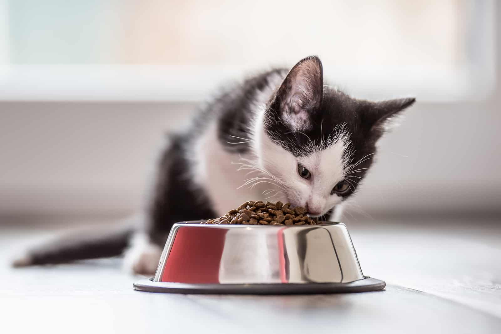 How Much Should A 10 Week Old Kitten Eat An Owner s Guide