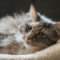 grey cat lying on blanket