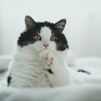 photo of a black and white cat