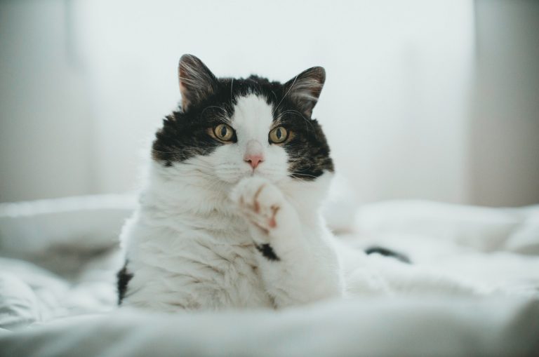 photo of a black and white cat