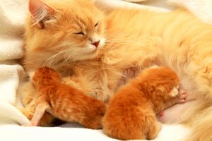 mother cat with her newborn babies