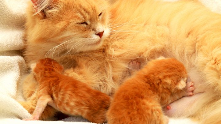 How To Know When A Cat Is Done Giving Birth: 7 Signs