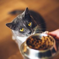 cat waiting for food