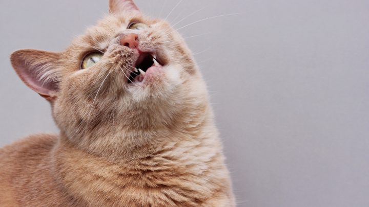 Is Your Cat Snorting? Causes & Solutions For A Snorting Cat