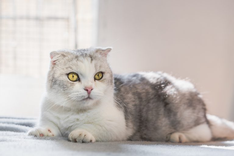 Kinkalow kitten sitting om floor