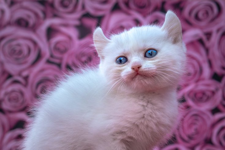 Kinkalow Cat Breed - Info And Interesting Facts!