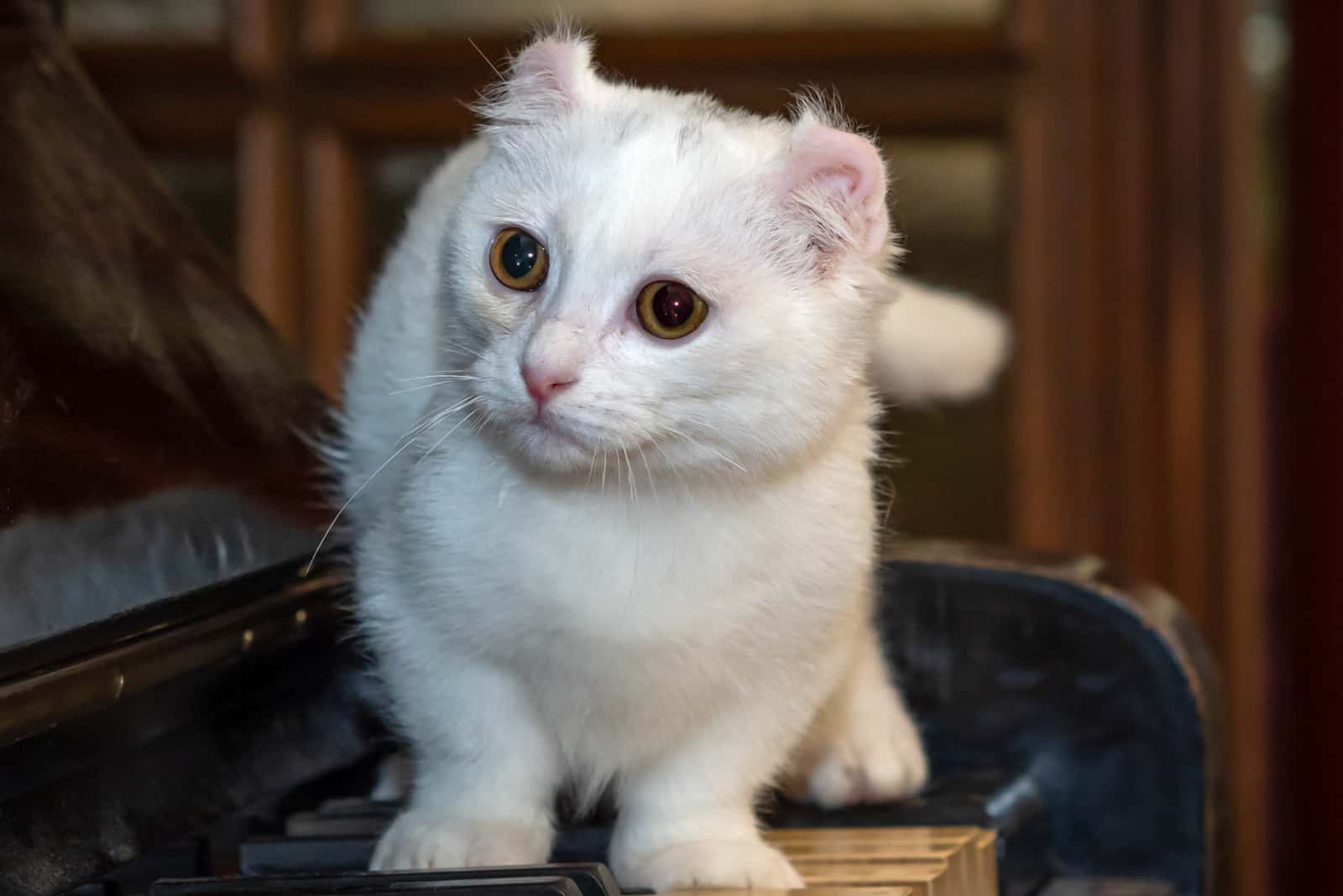 Kinkalow kitten sitting on piano